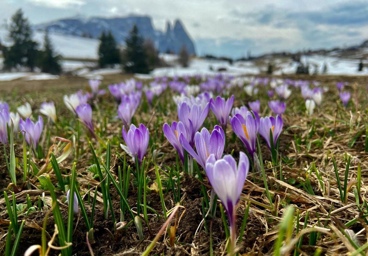 Appartamento Cesa Vedla - Quite And Cozy Alpine Escape Ortisei Esterno foto